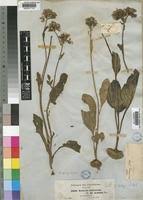 Image result for Solanecio