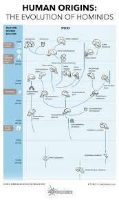 Human Origins How Hominids Evolved Infographic Live Science