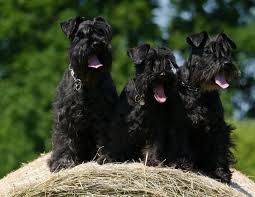 We did not find results for: 9 Things Only Schnauzer People Understand The Dog People By Rover Com