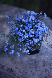 Planta Floare De Nu Mai Uita Myosotis Imagini Ingrijire Inmultire