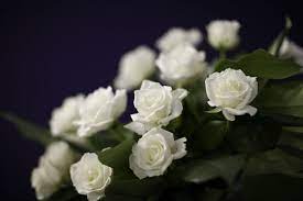 Did you scroll all this way to get facts about grieving flowers? The 6 Types Of Sympathy Flower Arrangements Used At Funerals Social Mettle
