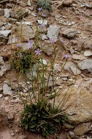 Image result for Polemoniaceae