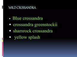 Image result for Crossandra greenstockii