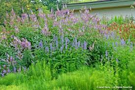 dutch master piet s garden at the tbg naturalistic garden drought tolerant landscape design american garden
