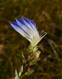 Image result for Microglossa densiflora