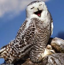 what a hoot owl caught on camera letting out a huge belly laugh animals happy owl owl pictures