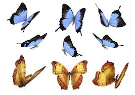 Free Butterfly Photo Overlays Photography Overlays For Photoshop Flying Butterfly Photoshop Overlays Photo Overlays Photoshop Photography