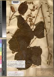 Image result for Dioscorea dumetorum