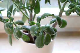 Crassula ovata (jade plant) crassula ovata, commonly known as jade plant, friendship tree, lucky plant, or money tree, is a succulent plant with small pink or white flowers. Money Tree Lucky Plant Crassula Ovata How To Care Plantopedia