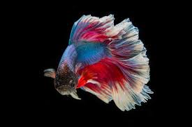 Fighting Fish Fish Three Color Fish Tropical Fish Tanks Betta Fish