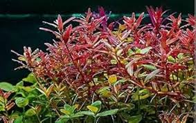 Image result for Rotala submersa