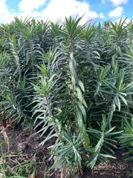 Image result for Erythrococca kirkii