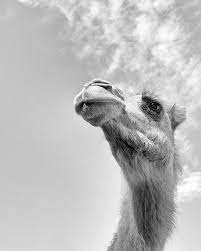 Black and white camels are pure juices obtained from fresh products harvested with organic fertilizers. Camels