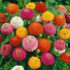 Check spelling or type a new query. Kolkata Orchid Online Zinnia Flower Seed 14 Colour Varity 100 Seeds Amazon In Garden Outdoors