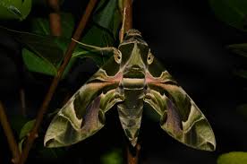 Oleanderschwarmer Weibchen Weibchen Bilder Metamorphose