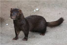Mink Are Latest Animals To Contract Covid 19 Dtnext In