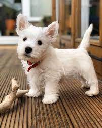 This Is My Humans Favourite Photo Of Me When I Was A Puppy Westie Westhighlandwhiteterriers Puppy Westie Puppies Cute Animals Westie Dogs