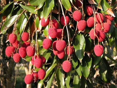 Mga resulta ng larawan para sa lychee (Litchi chinensis)"