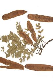 Image result for Albizia schimperiana
