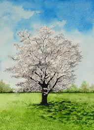 Maybe you would like to learn more about one of these? White Flowering Dogwood Tree Painting Watercolour By Shweta Mahajan Artfinder