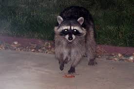 Typical raccoon sounds also occur when the pests walk across rooftops, construct their dens, or attempt to gain entry through holes or other small openings that lead to attractive denning sites. How Do I Keep Raccoons From Digging Up My Lawn