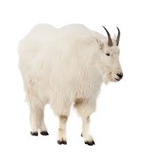 We know 38 definitions for goat abbreviation or acronym in 6 categories. Mountain Goat Definition And Meaning Collins English Dictionary