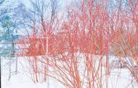 Cornus Sericea Red Dogwood Native Plants Native Plant Gardening