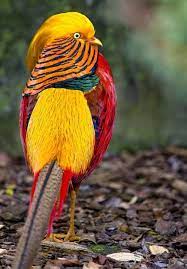 Faisan Dorado Colorful Birds Beautiful Birds Birds