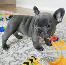 They will also be heart worm negative and on preventative. Splendid French Bulldog Puppies 12 Photos Pet Service Dallas Tx