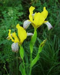 Image result for Iridaceae