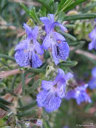 Image result for Rosmarinus officinalis
