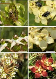 Image result for Periglossum