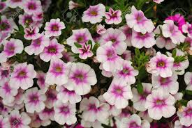 If you'd like to continue seeing my posts, be sure you follow me on other platforms! Pretty Pink Und Weiss Sommer Petunien Lizenzfreie Fotos Bilder Und Stock Fotografie Image 30927495