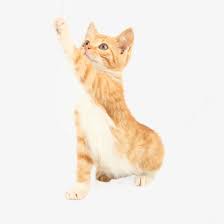 猫咪跳跃高清素材好奇猫宠物猫抓东西猫咪 orange cat cats animals