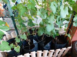  rockmelon 1# semaian dan penjagaan | semai terus dalam polybag. Cara Tanam Rock Melon Dalam Polibeg Buah Manis Berbaloi Tanam Vanilla Kismis