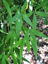 Image result for Searsia rogersii
