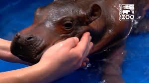 Days old male baby pygmy hippo plays in the water at the taipei zoo on august 12, 2019. Premature Hippo Baby Has First Pool Experience Cincinnati Zoo Youtube