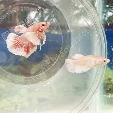 Dumbo Ear Betta Fish Breeding Pair Fighter Fish Buy Aquarium Plants And Aquarium Fishes Online