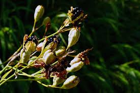 Reports on iris use & accomplishments. Hd Wallpaper Seed Pods Of The Spent Flowers Of An Ornamental Plant Iris Domestica Commonly Known As Leopard Lily Blackberry Lily And Leopard Flower Wallpaper Flare