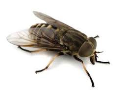 Horse Flies Control Bites Extermination Of Flies