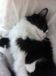 Finding Neverland Cats Pretty Cats Cute Cats