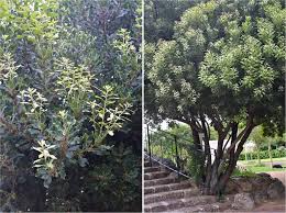 Image result for Euclea