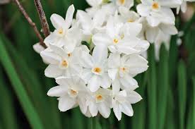 Check spelling or type a new query. Winter Bulbs Will Get You Through Finegardening