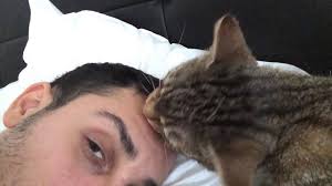 Ujian pertama adalah soal bagaimana kita memandang dunia terutamanya rezeki. Kucing Sebenarnya Mula Sayangkan Kita Jika Ada Tanda Ini Verst Haimeow