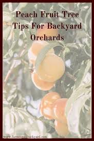 However success requires careful planning, soil preparation, and proper care and maintenance of the trees. Peach Fruit Tree Tips For Backyard Orchards Farming My Backyard