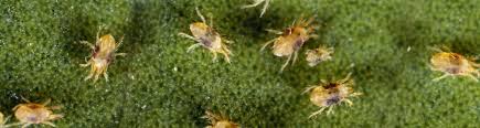 Image result for spotted spider mite