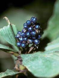 Maybe you would like to learn more about one of these? Pollia Condensata Marble Berry Agricultural Arts Facebook