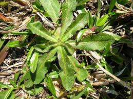 Image result for Hypochaeris