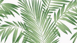 Download premium vector of green tropical leaves patterned poster. Free Download Tropical Palm Green Wallpaper Palm Leaves Aesthetic Background 1000x1000 For Your Desktop Mobile Tablet Explore 34 Wallpaper Aesthetic Green Wallpaper Aesthetic Green Aesthetic Green Pc Wallpapers Aesthetic Wallpaper