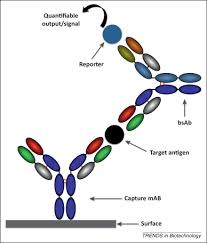 The matrix effect can arise from a number of matrix components including, but not limited to: A Tale Of Two Specificities Bispecific Antibodies For Therapeutic And Diagnostic Applications Trends In Biotechnology